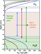 Graphical abstract: Mathematical modeling of microbial extracellular electron transfer by electrically active microorganisms