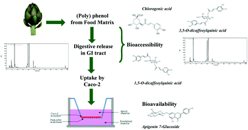 Graphical abstract: Polyphenols from artichoke heads (Cynara cardunculus (L.) subsp. scolymus Hayek): in vitro bio-accessibility, intestinal uptake and bioavailability