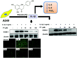 Graphical abstract: Phloretin inhibits interleukin-1β-induced COX-2 and ICAM-1 expression through inhibition of MAPK, Akt, and NF-κB signaling in human lung epithelial cells