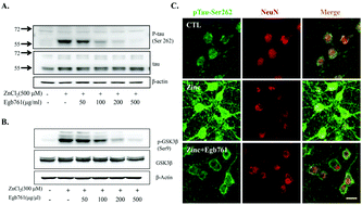 Graphical abstract: Ginkgo biloba extract (Egb761) attenuates zinc-induced tau phosphorylation at Ser262 by regulating GSK3β activity in rat primary cortical neurons