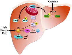 Graphical abstract: Caffeine ameliorates high energy diet-induced hepatic steatosis: sirtuin 3 acts as a bridge in the lipid metabolism pathway