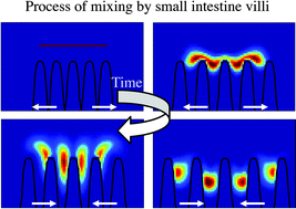 Graphical abstract: Flow and mixing by small intestine villi