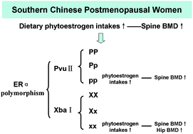 Graphical abstract: Association between dietary phytoestrogen intake and bone mineral density varied with estrogen receptor alpha gene polymorphisms in southern Chinese postmenopausal women