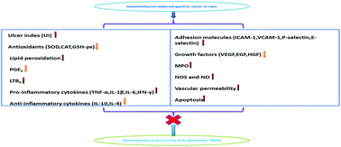 Graphical abstract: Protective effects of trigonelline against indomethacin-induced gastric ulcer in rats and potential underlying mechanisms