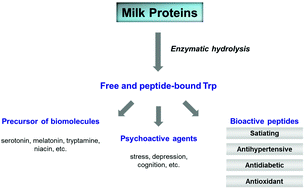 Graphical abstract: Milk proteins as a source of tryptophan-containing bioactive peptides