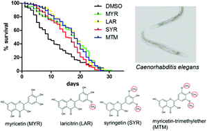 Graphical abstract: Methylated derivatives of myricetin enhance life span in Caenorhabditis elegans dependent on the transcription factor DAF-16