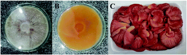 Graphical abstract: Bioactive formulations prepared from fruiting bodies and submerged culture mycelia of the Brazilian edible mushroom Pleurotus ostreatoroseus Singer