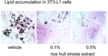 Graphical abstract: Mechanism of the antiadipogenic-antiobesity effects of a rice hull smoke extract in 3T3-L1 preadipocyte cells and in mice on a high-fat diet