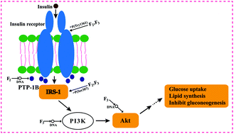 Graphical abstract: Hypoglycemic effects of Grifola frondosa (Maitake) polysaccharides F2 and F3 through improvement of insulin resistance in diabetic rats