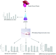 Graphical abstract: Effects of anthocyanins from purple sweet potato (Ipomoea batatas L. cultivar Eshu No. 8) on the serum uric acid level and xanthine oxidase activity in hyperuricemic mice