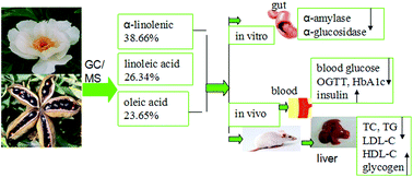 Graphical abstract: Anti-diabetic activity of peony seed oil, a new resource food in STZ-induced diabetic mice