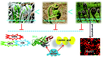 Graphical abstract: Nutrient values and bioactivities of the extracts from three fern species in China: a comparative assessment