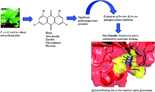 Graphical abstract: Evaluation of anti-diabetic and alpha glucosidase inhibitory action of anthraquinones from Rheum emodi