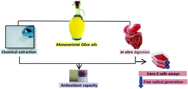 Graphical abstract: Antioxidant properties of chemical extracts and bioaccessible fractions obtained from six Spanish monovarietal extra virgin olive oils: Assays in Caco-2 cells