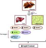 Graphical abstract: Cinnamon extract improves the body composition and attenuates lipogenic processes in the liver and adipose tissue of rats