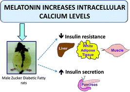 Graphical abstract: Melatonin increases intracellular calcium in the liver, muscle, white adipose tissues and pancreas of diabetic obese rats