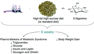 Graphical abstract: d-Fagomine attenuates metabolic alterations induced by a high-energy-dense diet in rats