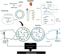 Graphical abstract: Curcumin prevents cisplatin-induced decrease in the tight and adherens junctions: relation to oxidative stress