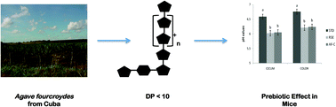 Graphical abstract: Prebiotic effect of Agave fourcroydes fructans: an animal model