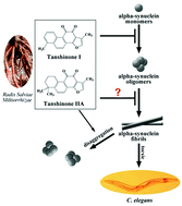 Graphical abstract: Inhibition effects of tanshinone on the aggregation of α-synuclein