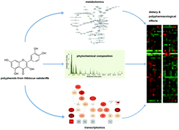 Graphical abstract: The acute impact of polyphenols from Hibiscus sabdariffa in metabolic homeostasis: an approach combining metabolomics and gene-expression analyses