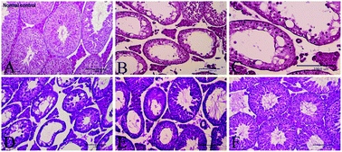 Graphical abstract: Curcumin dose-dependently improves spermatogenic disorders induced by scrotal heat stress in mice