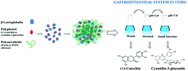 Graphical abstract: In vitro evaluation of the effects of protein–polyphenol–polysaccharide interactions on (+)-catechin and cyanidin-3-glucoside bioaccessibility