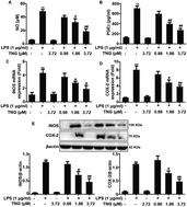 Graphical abstract: Tenuigenin exhibits anti-inflammatory activity via inhibiting MAPK and NF-κB and inducing Nrf2/HO-1 signaling in macrophages