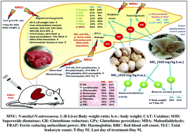 Graphical abstract: Modulation of hepatocarcinogenesis in N-methyl-N-nitrosourea treated Balb/c mice by mushroom extracts