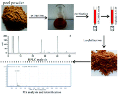 Graphical abstract: Separation and characterization of polyphenolics from underutilized byproducts of fruit production (Choerospondias axillaris peels): inhibitory activity of proanthocyanidins against glycolysis enzymes