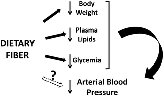 Graphical abstract: Dietary fiber and blood pressure control