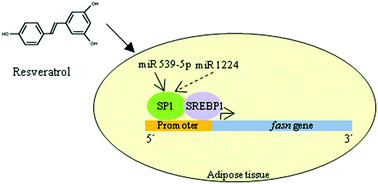 Graphical abstract: Involvement of miR-539-5p in the inhibition of de novo lipogenesis induced by resveratrol in white adipose tissue