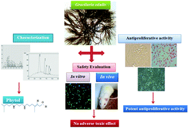 Graphical abstract: Gracilaria edulis exhibit antiproliferative activity against human lung adenocarcinoma cell line A549 without causing adverse toxic effect in vitro and in vivo