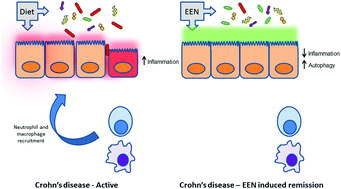 Graphical abstract: Towards an integrated understanding of the therapeutic utility of exclusive enteral nutrition in the treatment of Crohn's disease