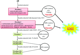 Graphical abstract: Abelmoschus esculentus fractions potently inhibited the pathogenic targets associated with diabetic renal epithelial to mesenchymal transition