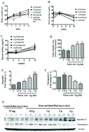 Graphical abstract: Dose-related effects of ferric citrate supplementation on endoplasmic reticular stress responses and insulin signalling pathways in streptozotocin–nicotinamide-induced diabetes