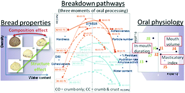 Graphical abstract: Breakdown pathways during oral processing of different breads: impact of crumb and crust structures