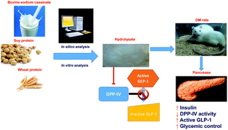 Graphical abstract: In silico, in vitro and in vivo analyses of dipeptidyl peptidase IV inhibitory activity and the antidiabetic effect of sodium caseinate hydrolysate