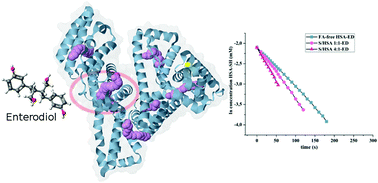 Graphical abstract: Binding of enterolactone and enterodiol to human serum albumin: increase of cysteine-34 thiol group reactivity