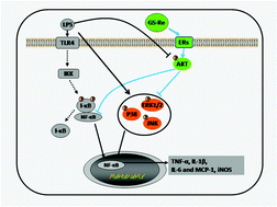 Graphical abstract: Protective effects of ginsenoside Re on lipopolysaccharide-induced cardiac dysfunction in mice