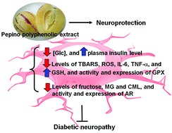 Graphical abstract: Pepino polyphenolic extract improved oxidative, inflammatory and glycative stress in the sciatic nerves of diabetic mice