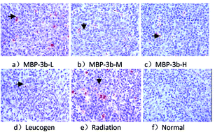 Graphical abstract: Whole body radioprotective effect of phenolic extracts from the fruits of Malus baccata (Linn.) Borkh