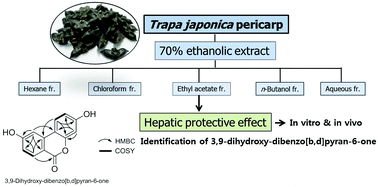 Graphical abstract: Characterization of the antioxidant fraction of Trapa japonica pericarp and its hepatic protective effects in vitro and in vivo
