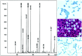 Graphical abstract: Active Lactobacillus rhamnosus LA68 or Lactobacillus plantarum WCFS1 administration positively influences liver fatty acid composition in mice on a HFD regime