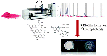 Graphical abstract: Antibacterial activity of isolated phenolic compounds from cranberry (Vaccinium macrocarpon) against Escherichia coli