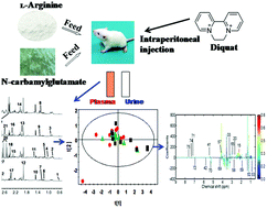 Graphical abstract: Changes in the metabolome of rats after exposure to arginine and N-carbamylglutamate in combination with diquat, a compound that causes oxidative stress, assessed by 1H NMR spectroscopy