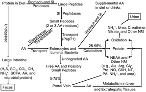 Graphical abstract: Dietary protein intake and human health