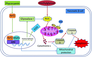Graphical abstract: Phycocyanin prevents methylglyoxal-induced mitochondrial-dependent apoptosis in INS-1 cells by Nrf2