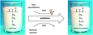 Graphical abstract: Methionine sulfoxide profiling of milk proteins to assess the influence of lipids on protein oxidation in milk