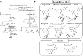 Graphical abstract: Eucommia ulmoides extracts prevent the formation of advanced glycation end products